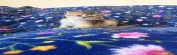 Scottish Fold cats for sale: Beautiful Scottish Fold kittens - Advert 12