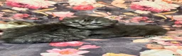 British Shorthair cats for sale: Quality British shorthair kittens  - Advert 4