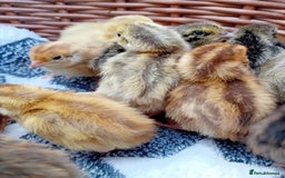 Quail poultry for sale: Coturnix, Celadon and Chinese Painted Quail Chicks - Image 2