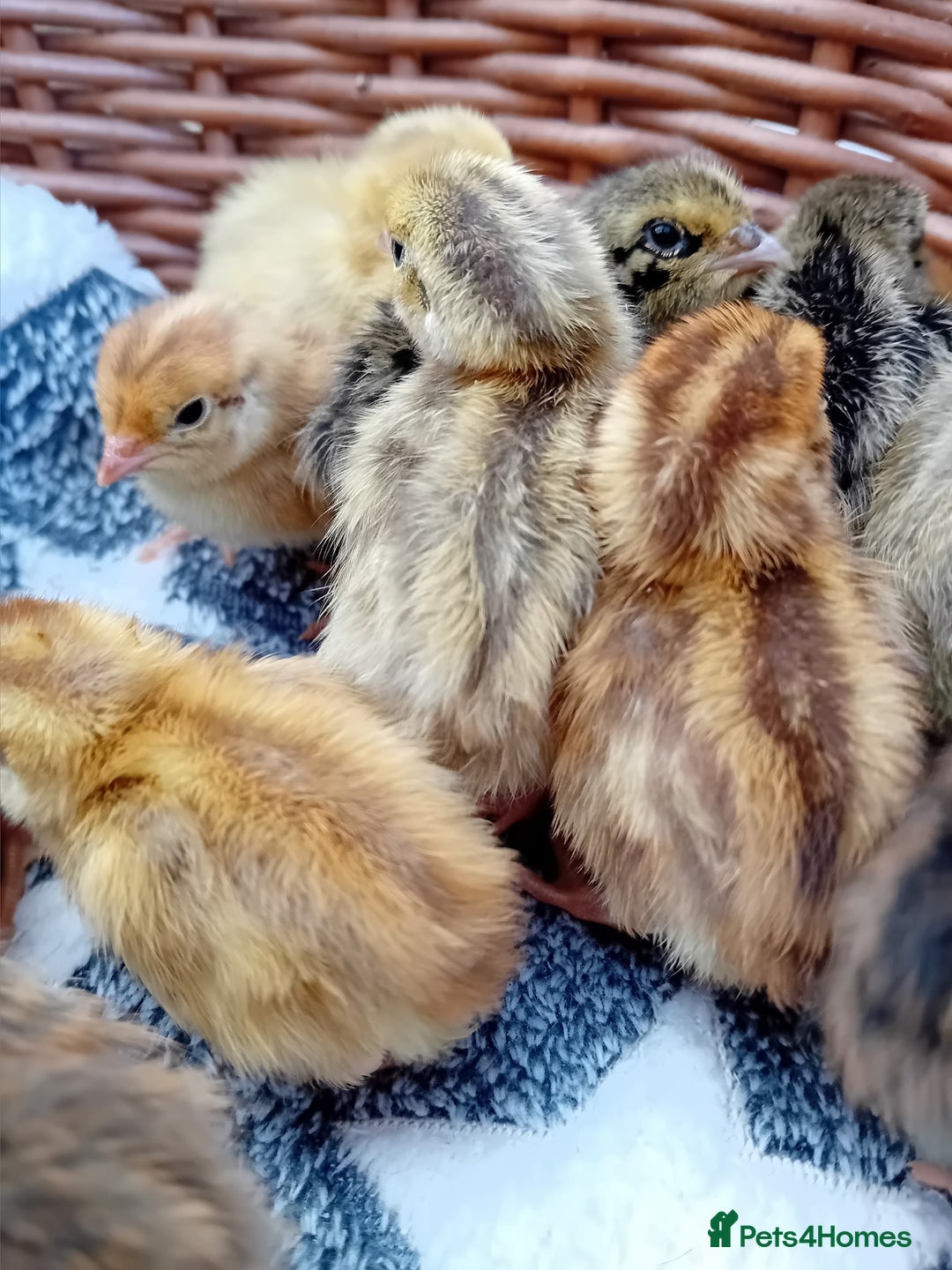 Quail poultry for sale: Coturnix, Celadon and Chinese Painted Quail Chicks - Image 2