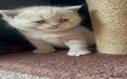 British Shorthair cats for sale: Gorgeous British Shorthair Kittens - Image 6