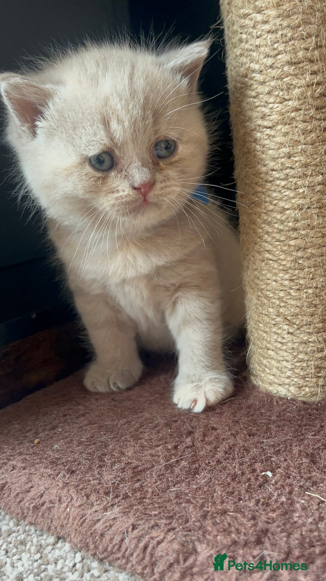 British Shorthair cats for sale: Gorgeous British Shorthair Kittens - Image 6