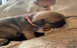 Frug dogs for sale: Puppies  - Image 6