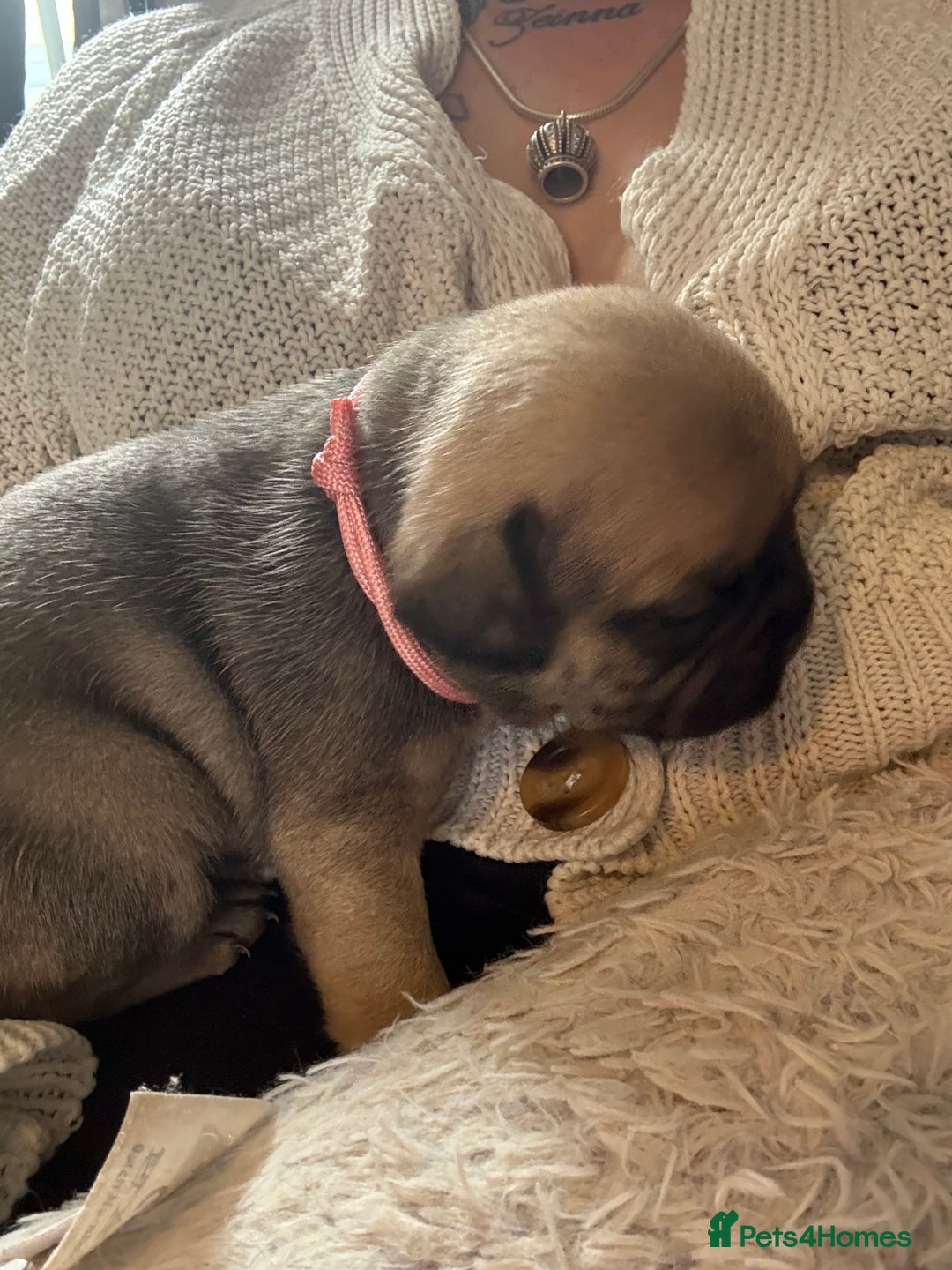Frug dogs for sale: Puppies  - Image 6