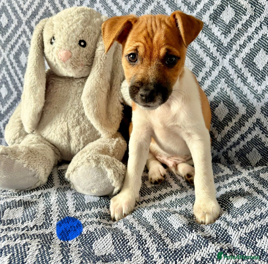 Mixed Breed dogs for sale: 💙 3 Beautiful Boys 💙 - Image 8