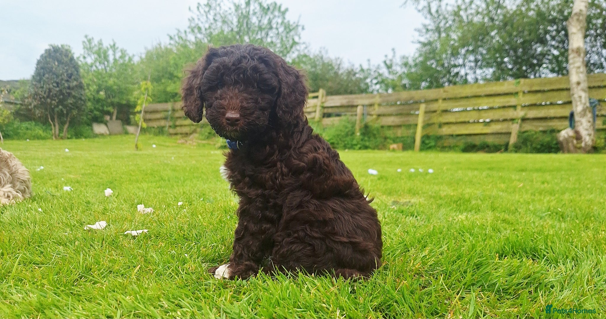 Cockapoo dogs READY for new homes F1b cockapoo puppies  - Advert 17