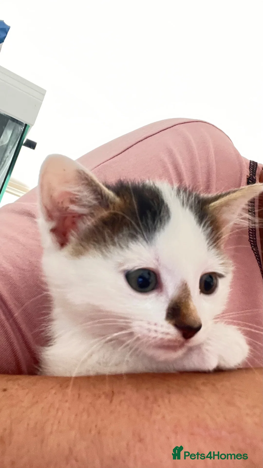 British Longhair cats for sale: Male kitten available now london bountiful boy  in London - Advert 2