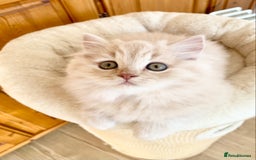 British Longhair cats for sale: Champion line kittens with excellent pedigrees - Image 11
