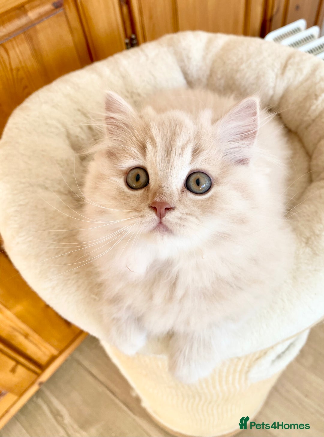 British Longhair cats for sale: Champion line kittens with excellent pedigrees - Image 11