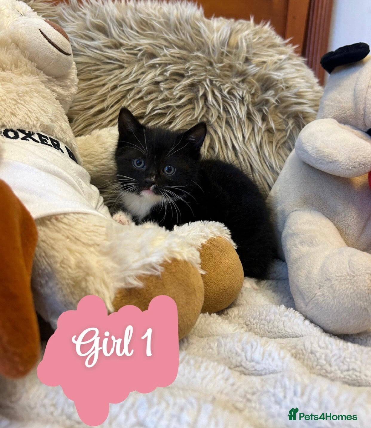 Mixed Breed cats Lovely litter of 6 kittens 👀🏡 - Advert 8