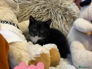 Mixed Breed cats Lovely litter of 6 kittens 👀🏡 - Advert 8