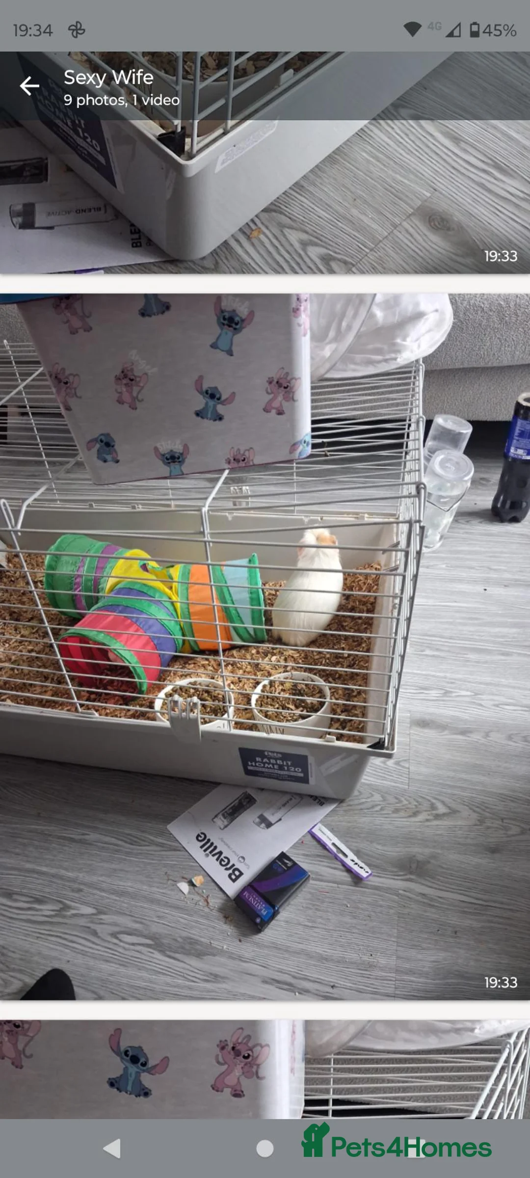Mixed Breed livestock for sale: 2 male guinea pigs in Lancaster - Advert 2