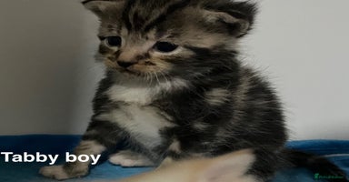 Mixed Breed cats - Advert 3