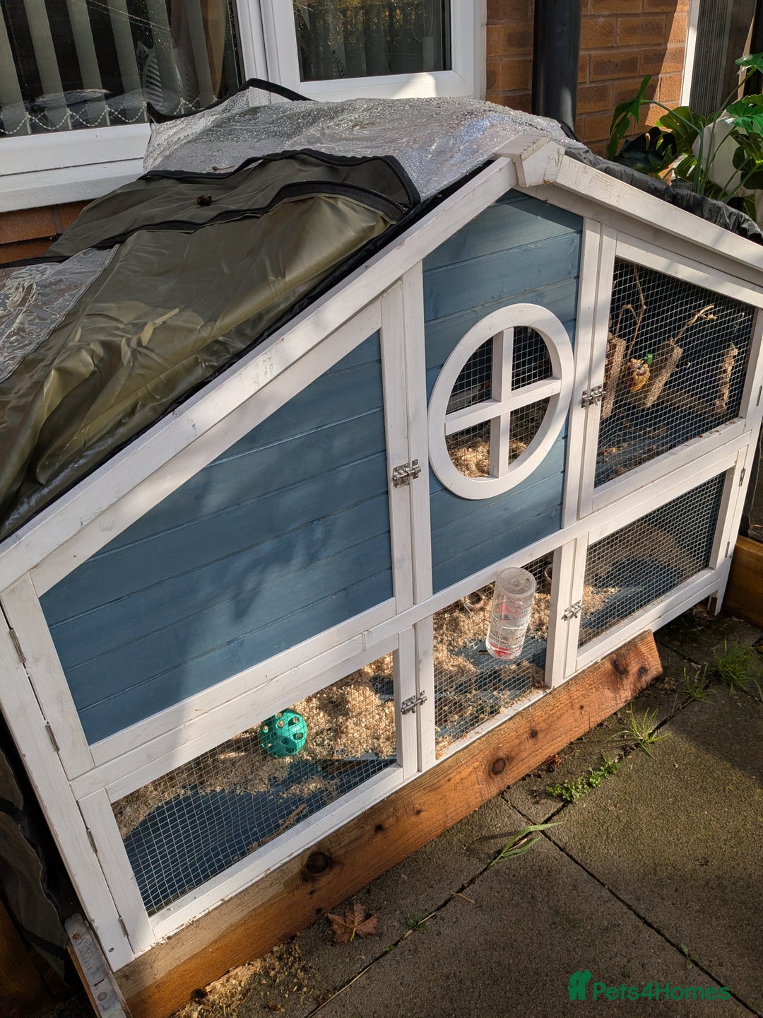 Netherland Dwarf rabbits for sale: Female rabbit  - Image 6