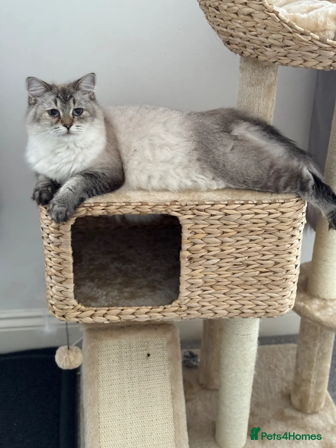 Scottish Fold cats for sale: Scottish pedigree kittens with straight ears - Advert 13