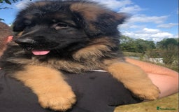 German Shepherd dogs for sale: Beautiful chunky long haired black, tan & red pups - Image 3