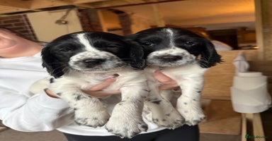 Cocker Spaniel dogs - Advert 14