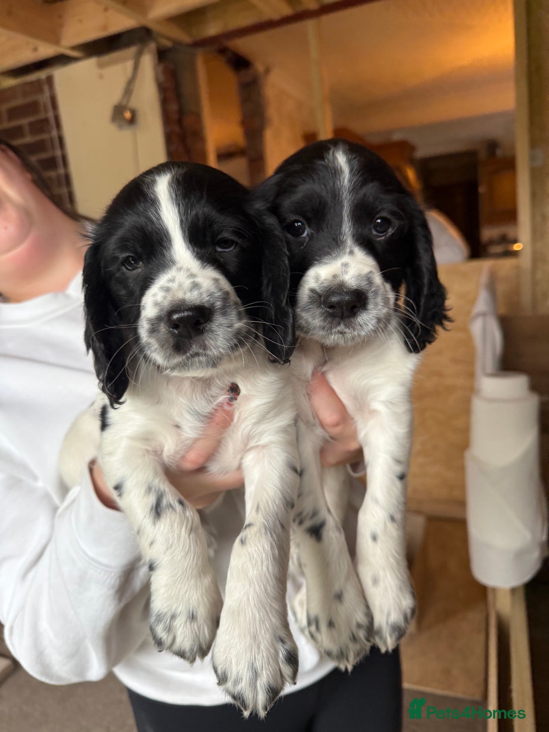 Cocker Spaniel dogs for sale: Cocker Spaniels  - Image 2