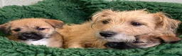 Mixed Breed dogs for sale: Border Terrier x Norfolk - Advert 11
