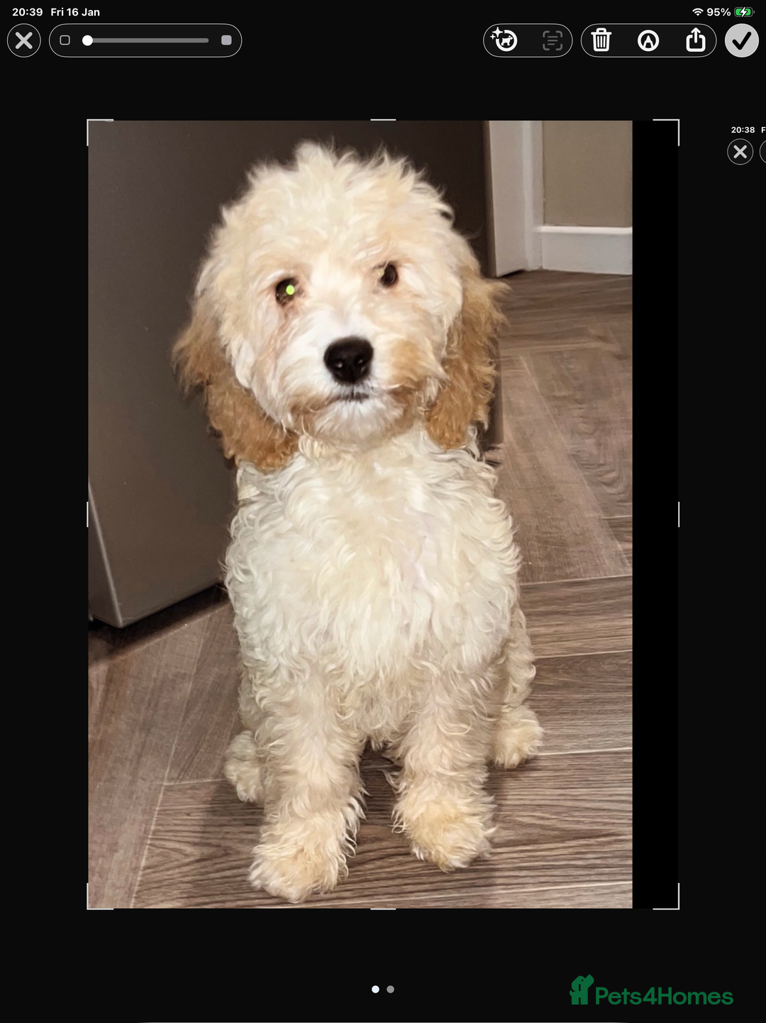 Cockapoo dogs for sale: Toy cockapoo - Advert 1