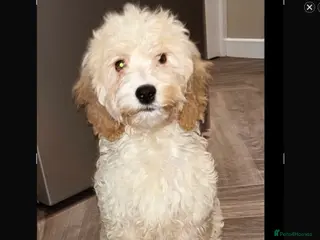 Cockapoo dogs Toy cockapoo - Advert 2