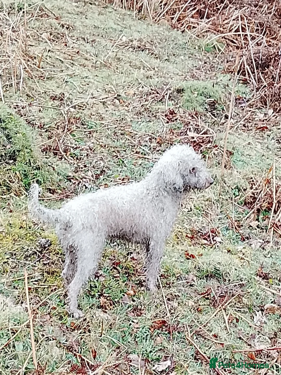 Mixed Breed dogs for sale: Bedllington/Lakeland  in Swansea - Advert 1