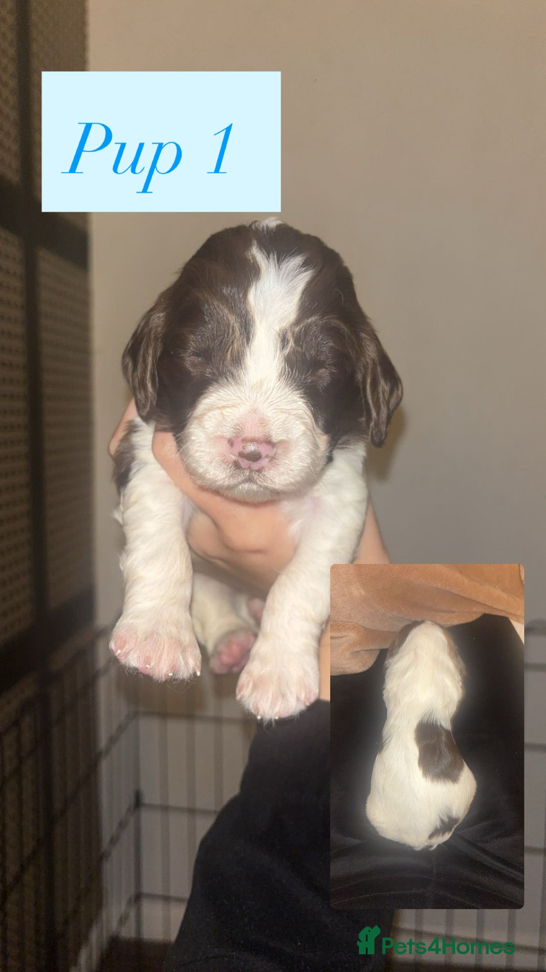 English Springer Spaniel dogs for sale: For sale - Advert 3