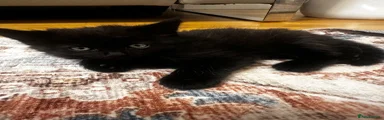 Full black hair kitten 
