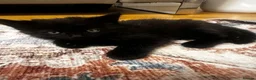Tibetan cats for sale: Kittens looking for a loving home  - Advert 2