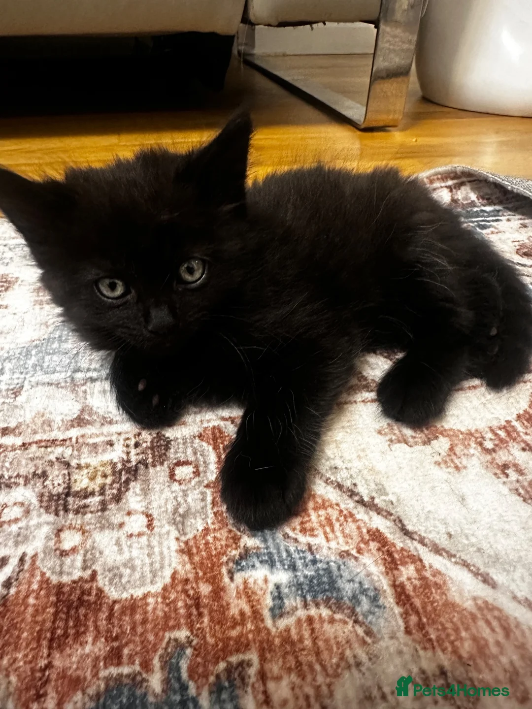 Tibetan cats for sale: Kittens looking for a loving home  - Advert 2
