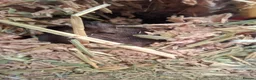 Gerbil rodents for sale: 4 Lovely 1yr Gerbil Sisters and Gerbilarium in Ottery Saint Mary - Advert 8
