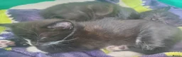 Mixed Breed cats for sale: 2 Kittens in Coventry - Advert 4