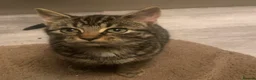 Mixed Breed cats for sale: Adorable Tuxedo kittens from much loved home - Advert 6