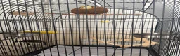 Lovebirds birds for sale: Bonded Male & Female Lovebird Pair – £45 in Barking - Advert 3