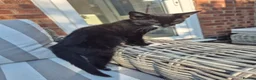 British Shorthair cats for sale: Cheeky tuxedo boy cat. - Advert 3