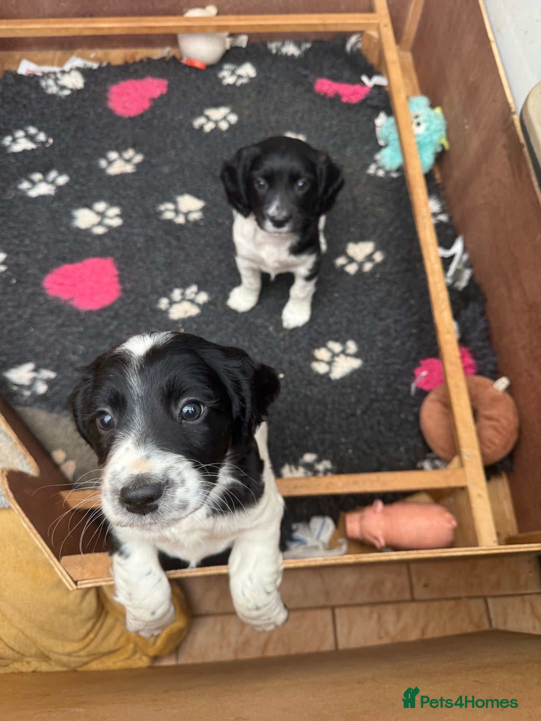 Sprocker dogs for sale: 2 sprockers available  - Advert 28