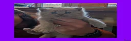 British Shorthair cats for sale: 5 Stunning Lilac Shorthair Kittens For Sale - Advert 7