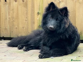 Mixed Breed dogs Samoyed x German Shepherd Male Available at Stud - Advert 3