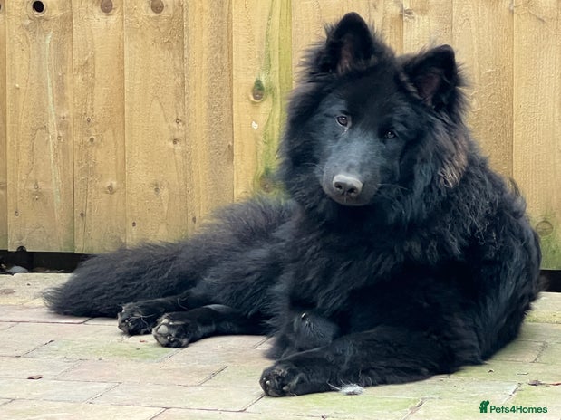 Mixed Breed dogs Solid Black Shepherd Dog Male Available at Stud - Advert 2