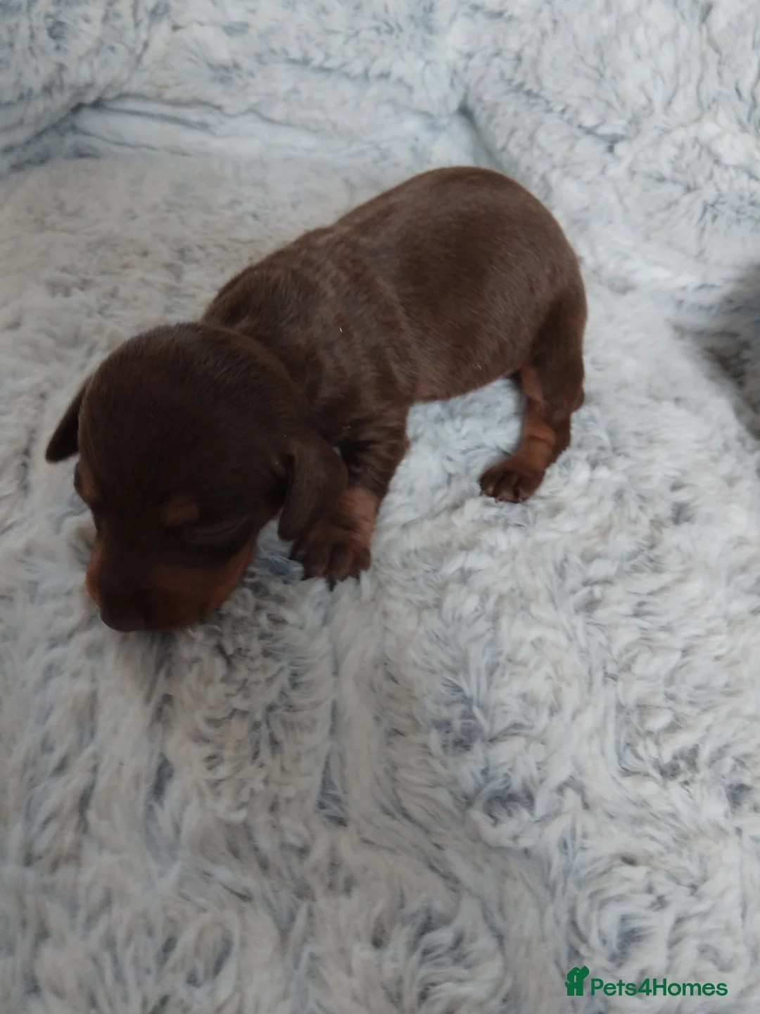 Dachshund dogs for sale: Bella - Advert 2