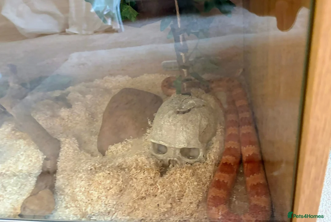 Corn Snake reptiles for sale: Female corn snake in need of loving home - Advert 4