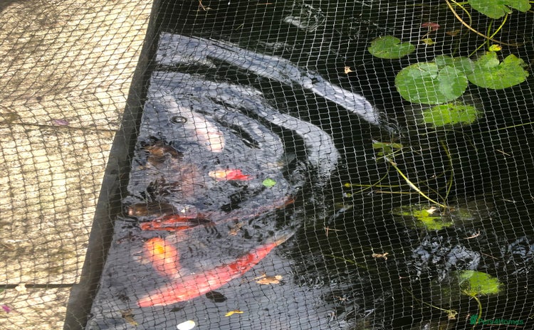 Koi Carp fish - Advert 2