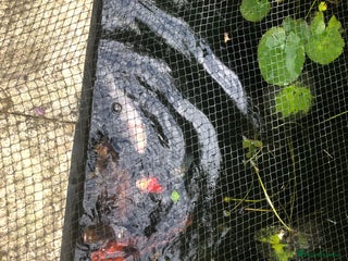 Koi Carp fish - Advert 23