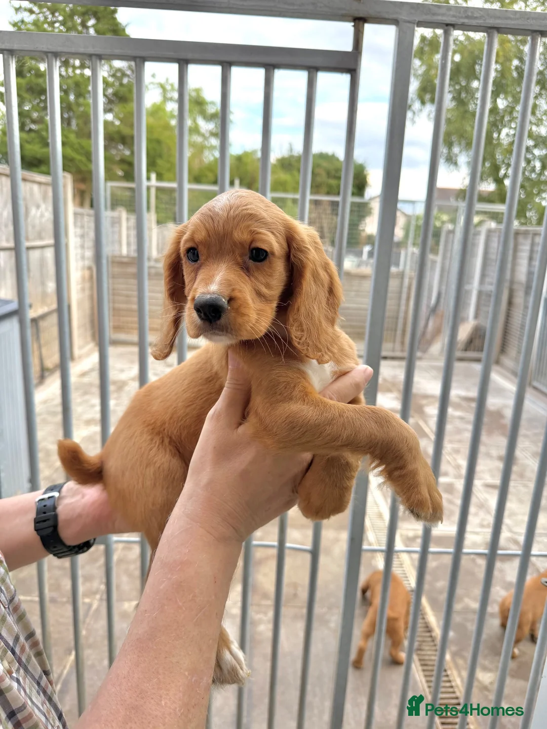 Cocker Spaniel dogs for sale: Cocker spaniel puppies ready now - Advert 29