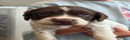 English Springer Spaniel dogs for sale: English Springer Spaniel Puppies - Advert 7