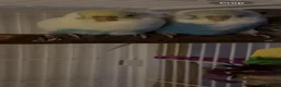 Budgerigars birds for sale: 3 male budgies with cage & toys - Advert 11