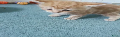 Domestic Shorthair 3