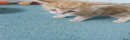 Domestic Shorthair cats for sale: Domestic short hair - Advert 8
