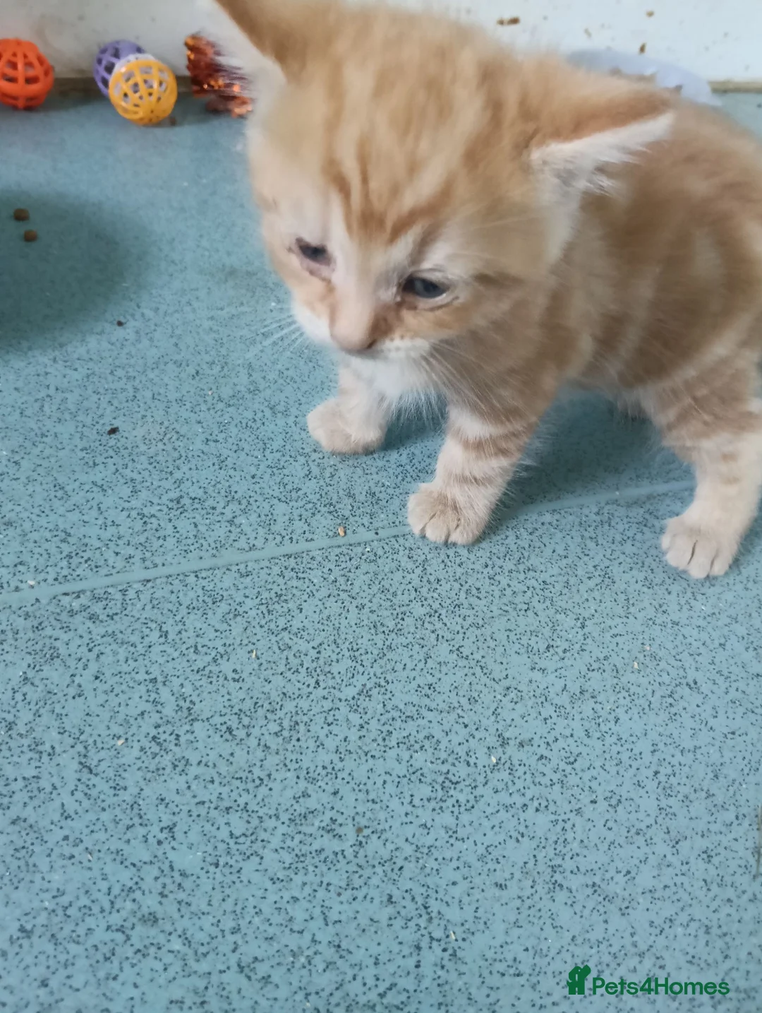 Domestic Shorthair cats for sale: Domestic short hair - Advert 8