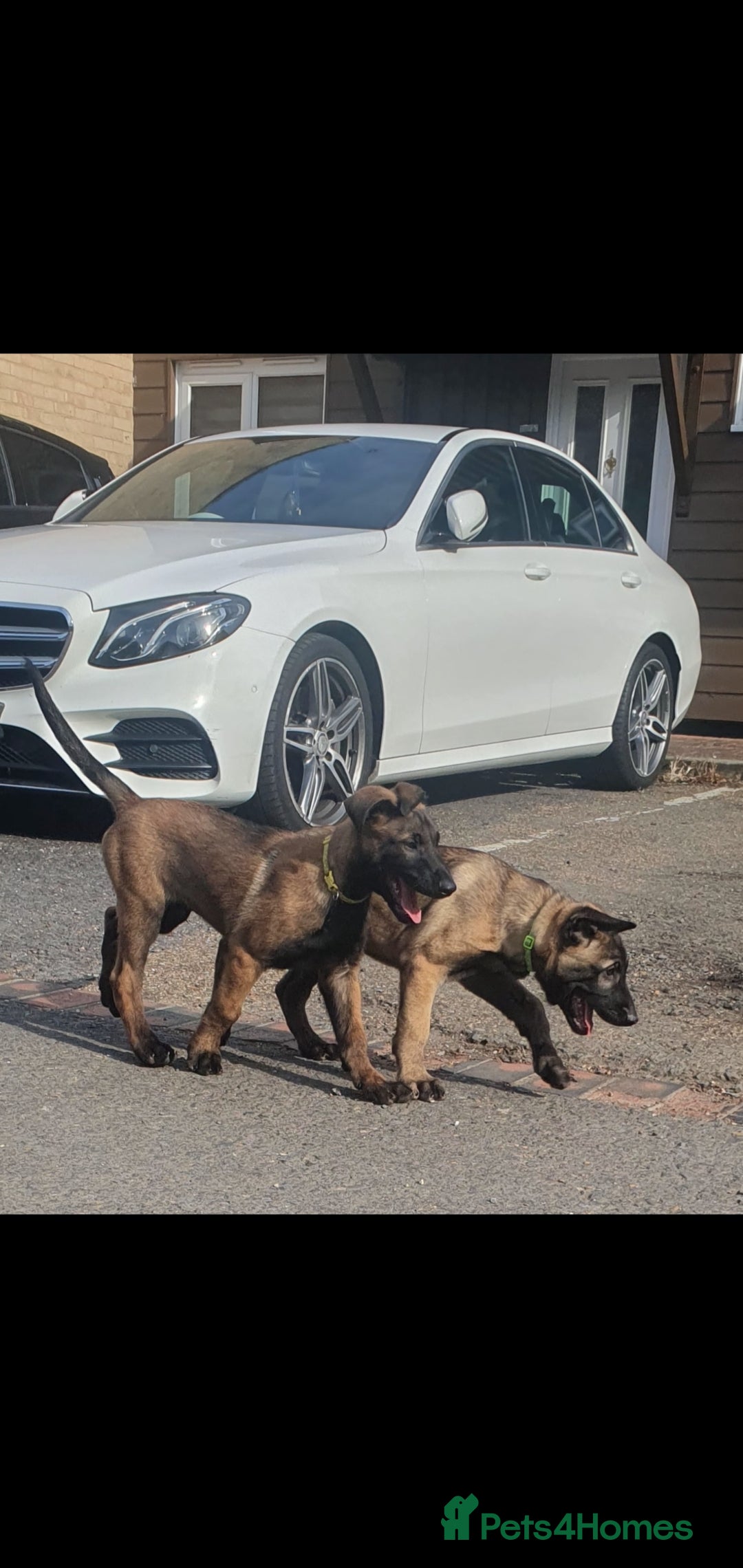 Belgian Shepherd Dog dogs for sale: Belgian Malinois.1girl and 1 boy left.Reduced £ in Peterborough - Image 25